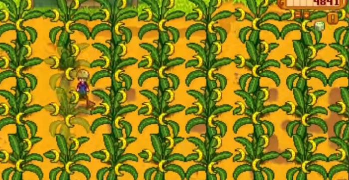 星露谷物语姜岛果树有哪些特性1