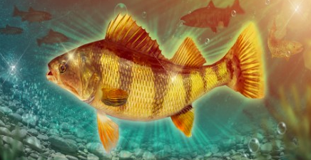 钓鱼大对决攻略秘籍1