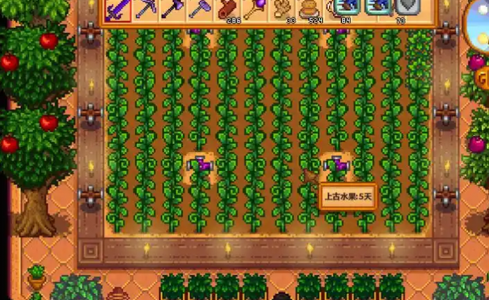 星露谷物语稀有种子怎么种2